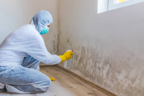 Professional mold removal team in West Berlin